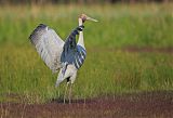 Brolga